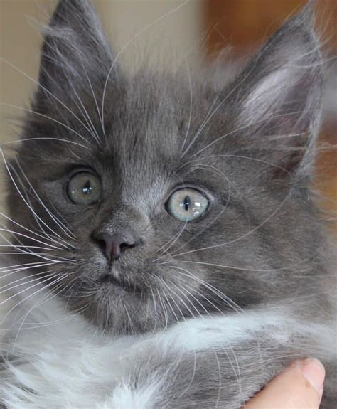 27 Majestic Blue Maine Coons You’ll Love - MaineCoon.org