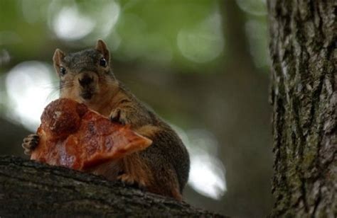 Just 17 Funny Squirrels Eating Weird Things I Can Has Cheezburger