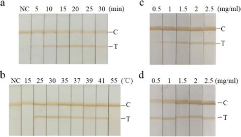 Lateral Flow Assay Lfa For Condition Optimization Of Raa And Test