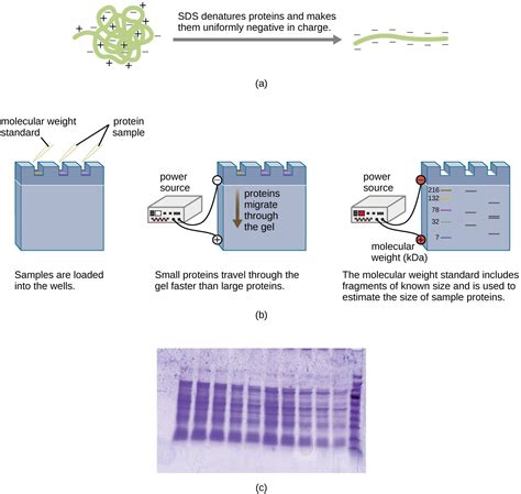 Visualizing And Characterizing Dna Rna And Protein Microbiology