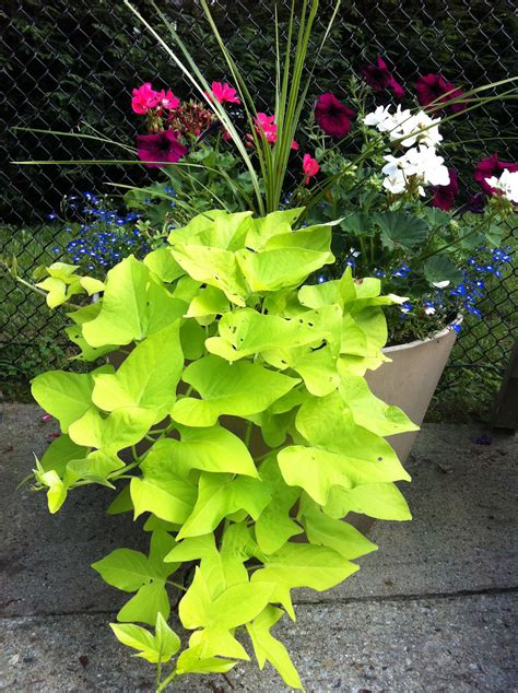 What Do Potato Vines Look Like at Bruce Moreno blog