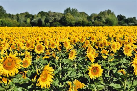 Sunflower Field Bud - Free photo on Pixabay