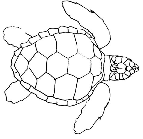 Turtles Step By Step Drawing At Getdrawings Free Download