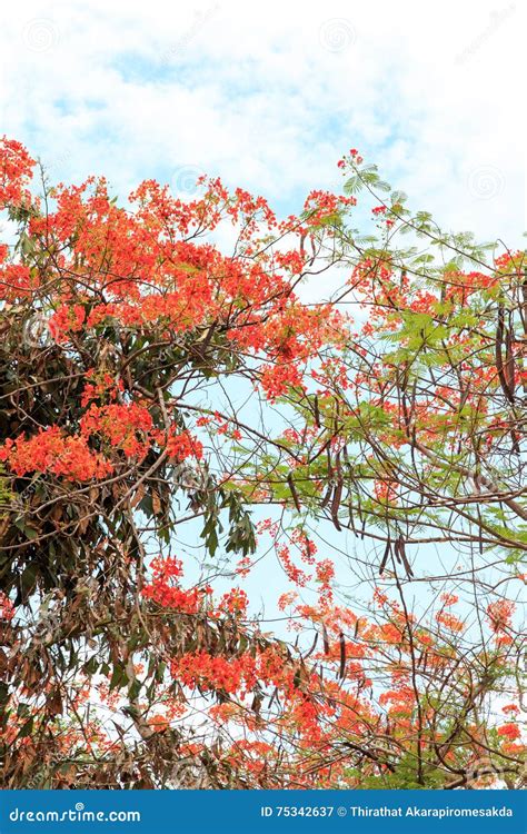 Royal Poinciana Tree Stock Image Image Of Flamboyant 75342637