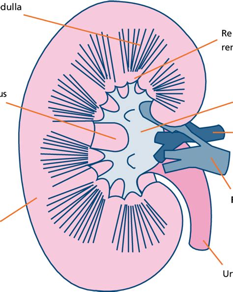 diagram   kidney illustration  transparent png