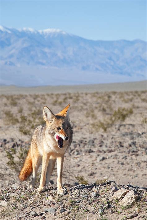 Desert Coyote Photograph by Darren Bradley - Pixels