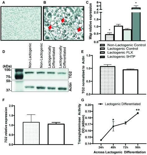 Transglutaminase Protein And Activity Are Observed In Mouse Mammary