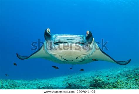 Big Manta Ray Swims Underwater Manta Stock Photo 2209641405 Shutterstock