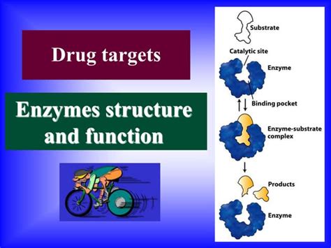 02- Enzymes structure and function.pptx | Free Download