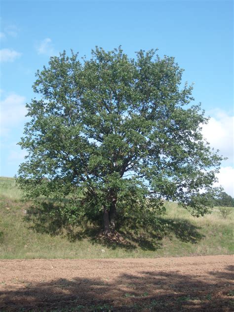 File:The Oak Tree.JPG - Wikimedia Commons