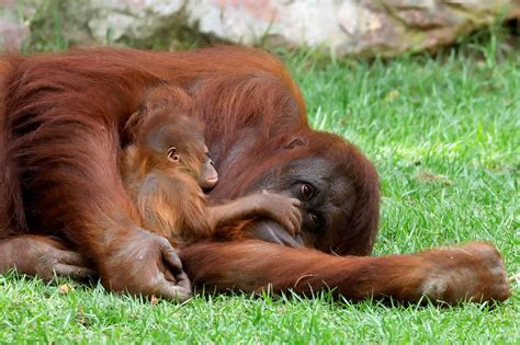 Dia Mundial Del Orangutan Infobae