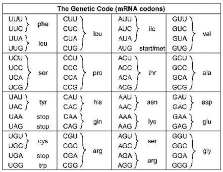 Amino Acid Codon Sequence Table | Cabinets Matttroy