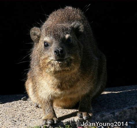 South African Photographs Rock Hyrax Dassie