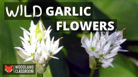 Wild Garlic Flowers Youtube