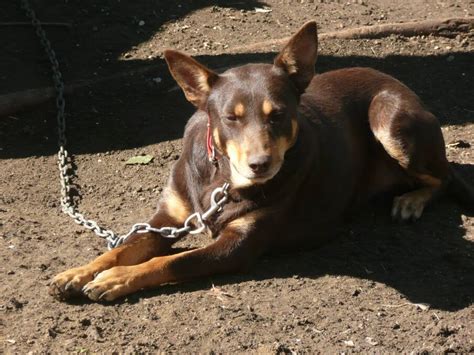 Working Dogs Show How To Get The Job Done Queensland Country Life Qld