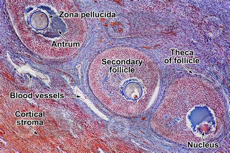 Cat Ovary Transverse Section 125x Cat Mammals Reproductive