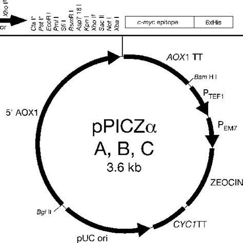 Map of integration of a heterologous gene into the genome of Pichia... | Download Scientific Diagram