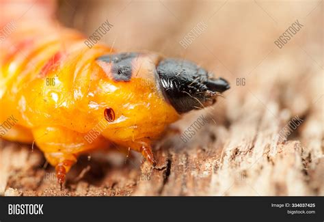 Goat Moth Pest Image & Photo (Free Trial) | Bigstock