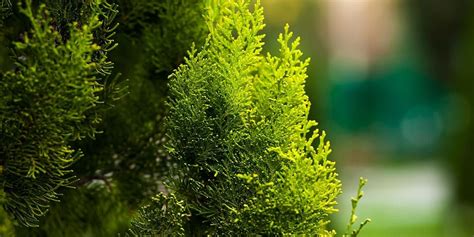 Emerald Green Arborvitae Faqs Platt Hill Nursery Emerald Green