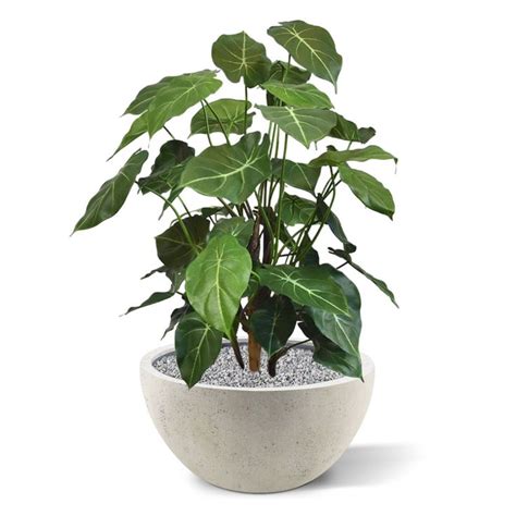 Syngonium Deluxe Kunstplant 85cm Plantes Artificielles Plante Verte