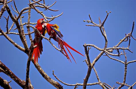 Wildlife in Corcovado National Park - Erika's Travels