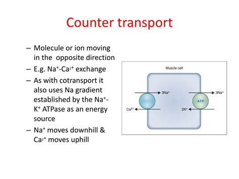 Ppt Transport Across Cell Membrane Ii Powerpoint Presentation Free