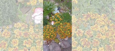 Очиток кустовой купить в Нижнем Новгороде | Товары для дома и дачи | Авито