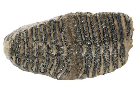 7.9" Woolly Mammoth Fossil Molar - Poland (#235267) For Sale - FossilEra.com