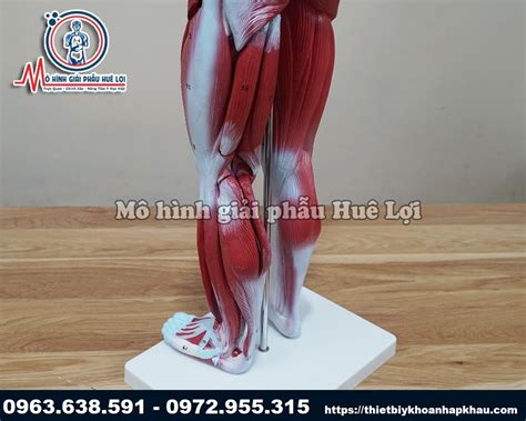 Mô Hình Cấu Tạo Lớp Cơ Và Nội Tạng Người Cao 78 Cm