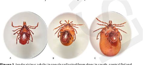 Figure 1 From Copulation Of Ixodes Ricinus Males And Females On The