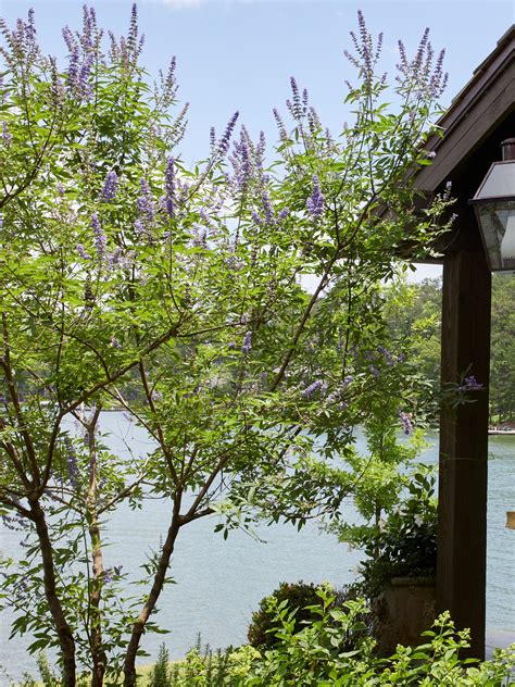 How to Plant and Grow a Vitex Chaste Tree