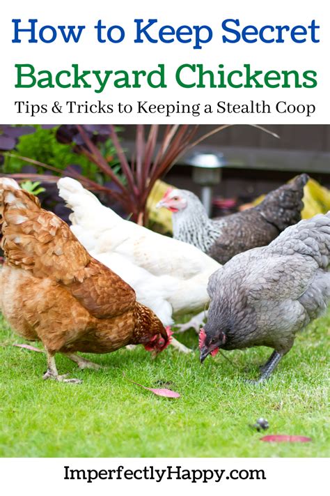 Everything You Need To Know About Keeping Secret Backyard Chickens