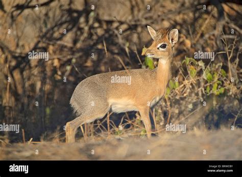 Dik Dik Drive Stockfotos und -bilder Kaufen - Alamy