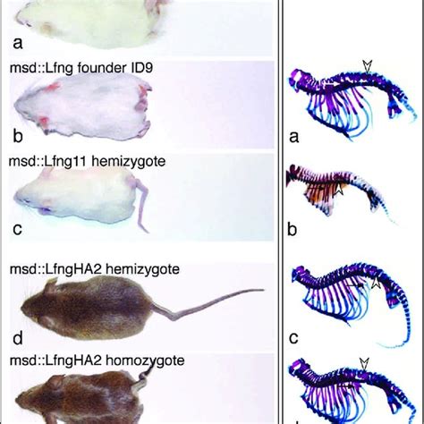 Structure of transgenes and external and skeletal phenotype of ...