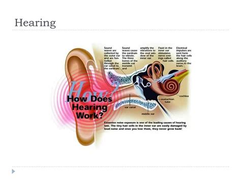 Ppt Ear Hearing And Equilibrium Powerpoint Presentation Free