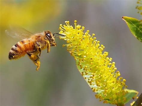 Forest Impacts Of Climate Change Monitoring Indicators Phenology