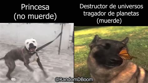 Princesa No Muerde Meme Viral Perros Youtube