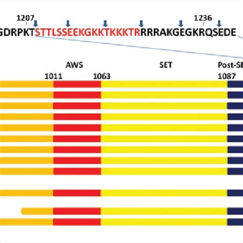 Hkmt Assay Comparing Octamers And Nucleosomes Assembled From Hela