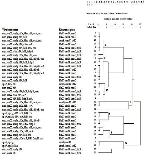 Rep Pcr Base Dendrogram Vss And Args Are Placed In Front Of Isolate