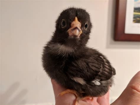 barred rock male vs female chick 1