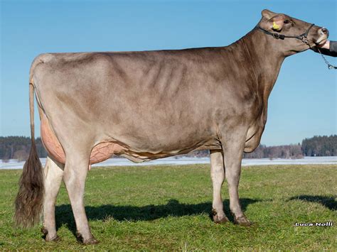 La Raza Brown Swiss Brown Swiss