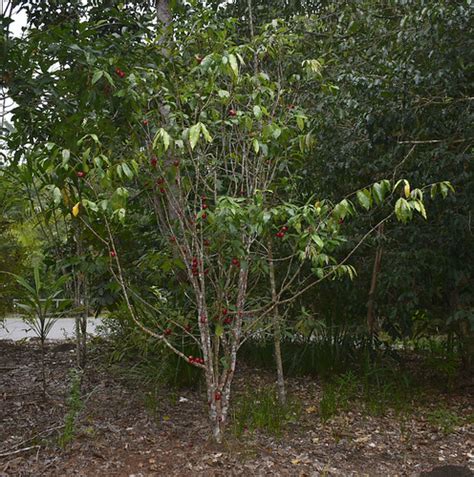 Phaleria Clerodendron Alligators Nest Near Tully Qld Flickr