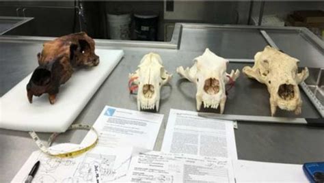 Massive "King" Polar Bear Skull Discovered In Alaska