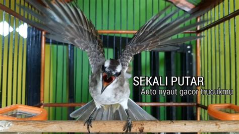 KICAU SUARA Trucukan Gacor CUK UPLIK NGGARUDA TAJAM Ampuh Bikin Burung