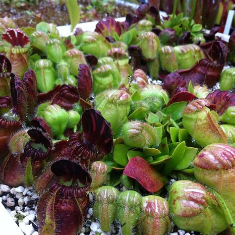 my cephalotus - Cephalotus - Carnivorous Plants UK