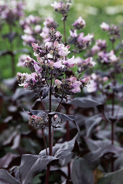 DAKOTA™ Burgundy Beardtongue, Monrovia Plant