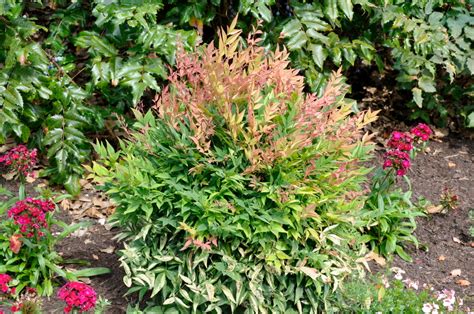 Nandina domestica 'Gulf Stream' - The Site Gardener