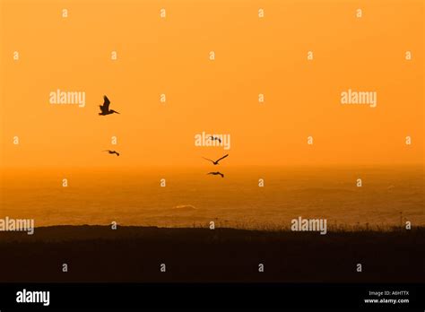 Birds in flight at sunset Stock Photo - Alamy