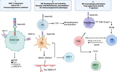 The Gas Axl Pathway Promotes The Formation Of An Immunosuppressive