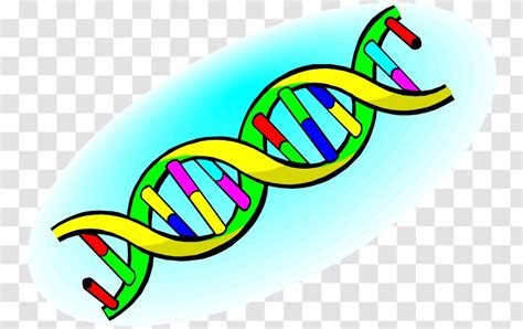 Nucleic Acid Double Helix DNA Structure Clip Art - Vector Transparent PNG